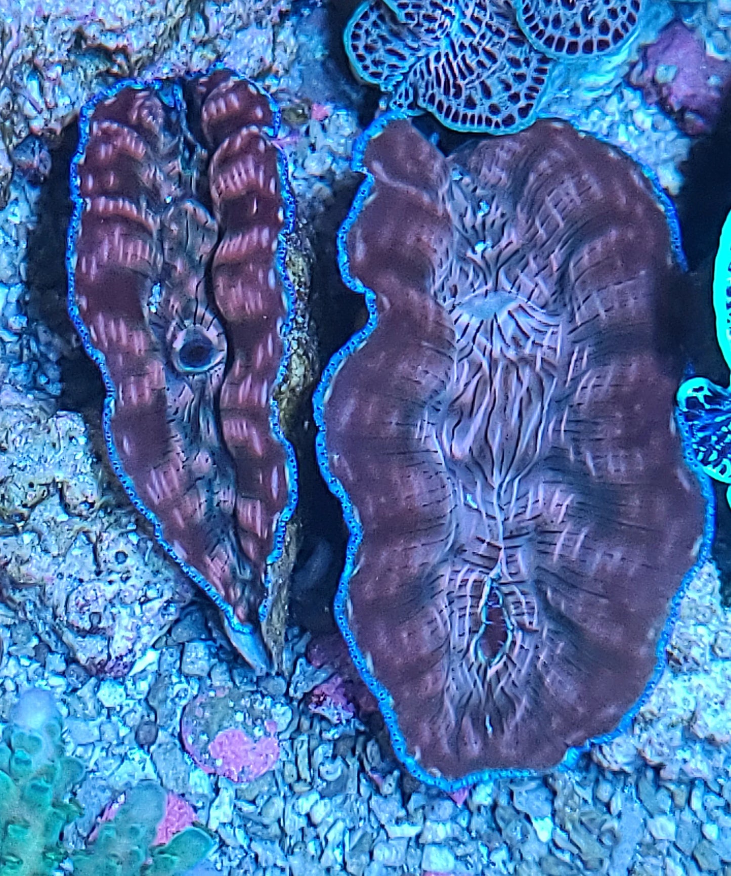 Derasa Clam 3.5"