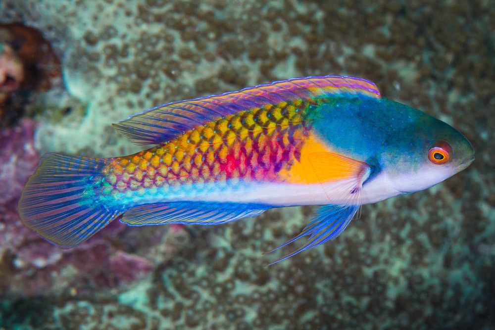 Yellow Flanked Fairy Wrasse