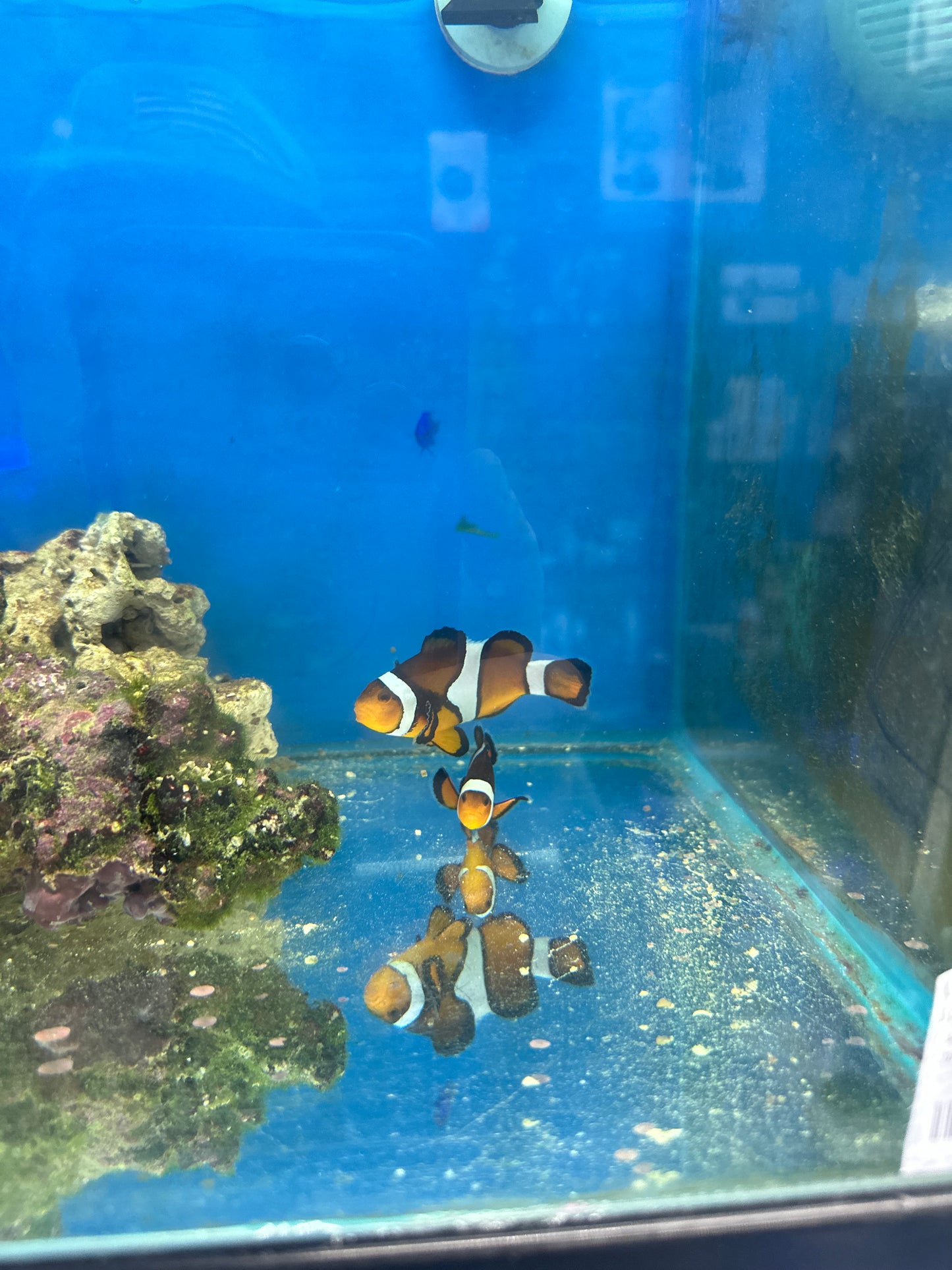 TRUE PERCULA CLOWNFISH