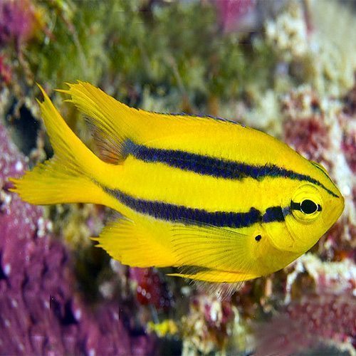 Black & Gold Chromis Damsel