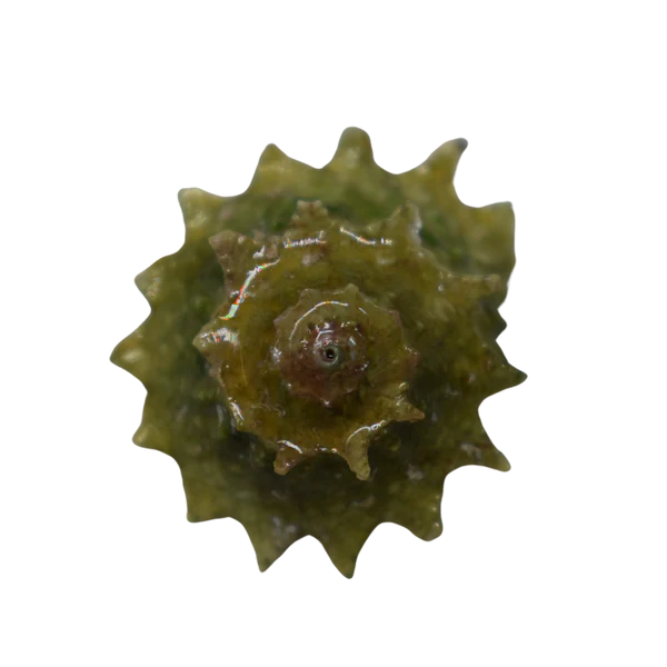Ninja Star Snails