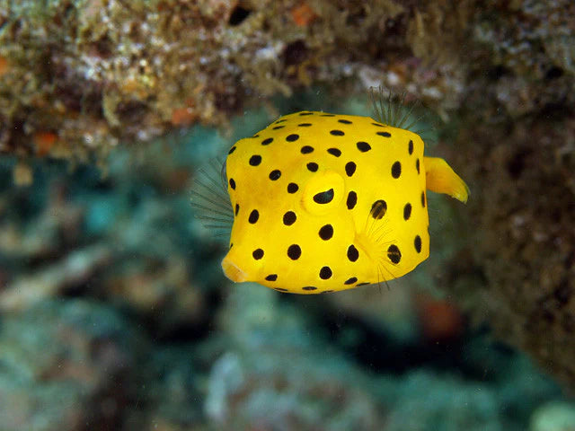 Yellow Cubicus