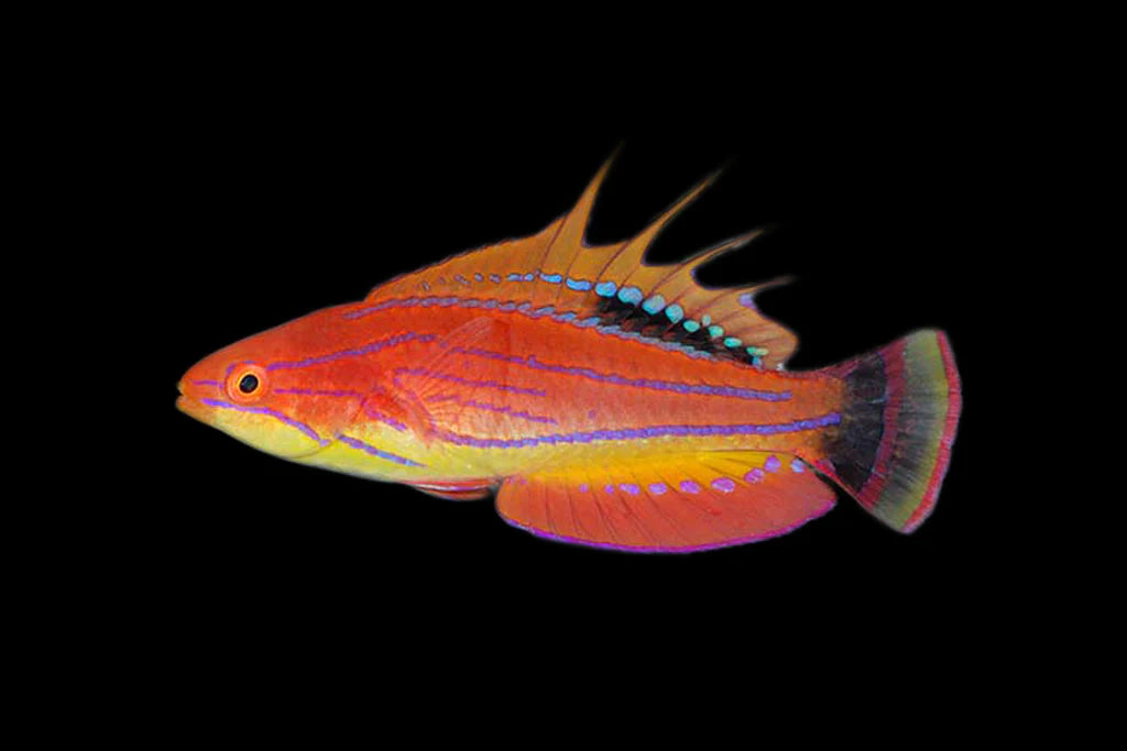 Carpenter Flasher Wrasse