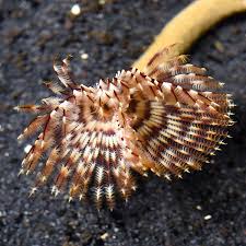 Feather Duster worm