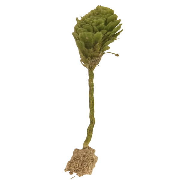 pom pom single stem plant