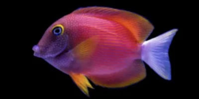 Yellow Eye Kole Tang