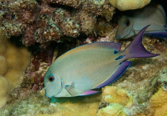 LAVENDER TANG