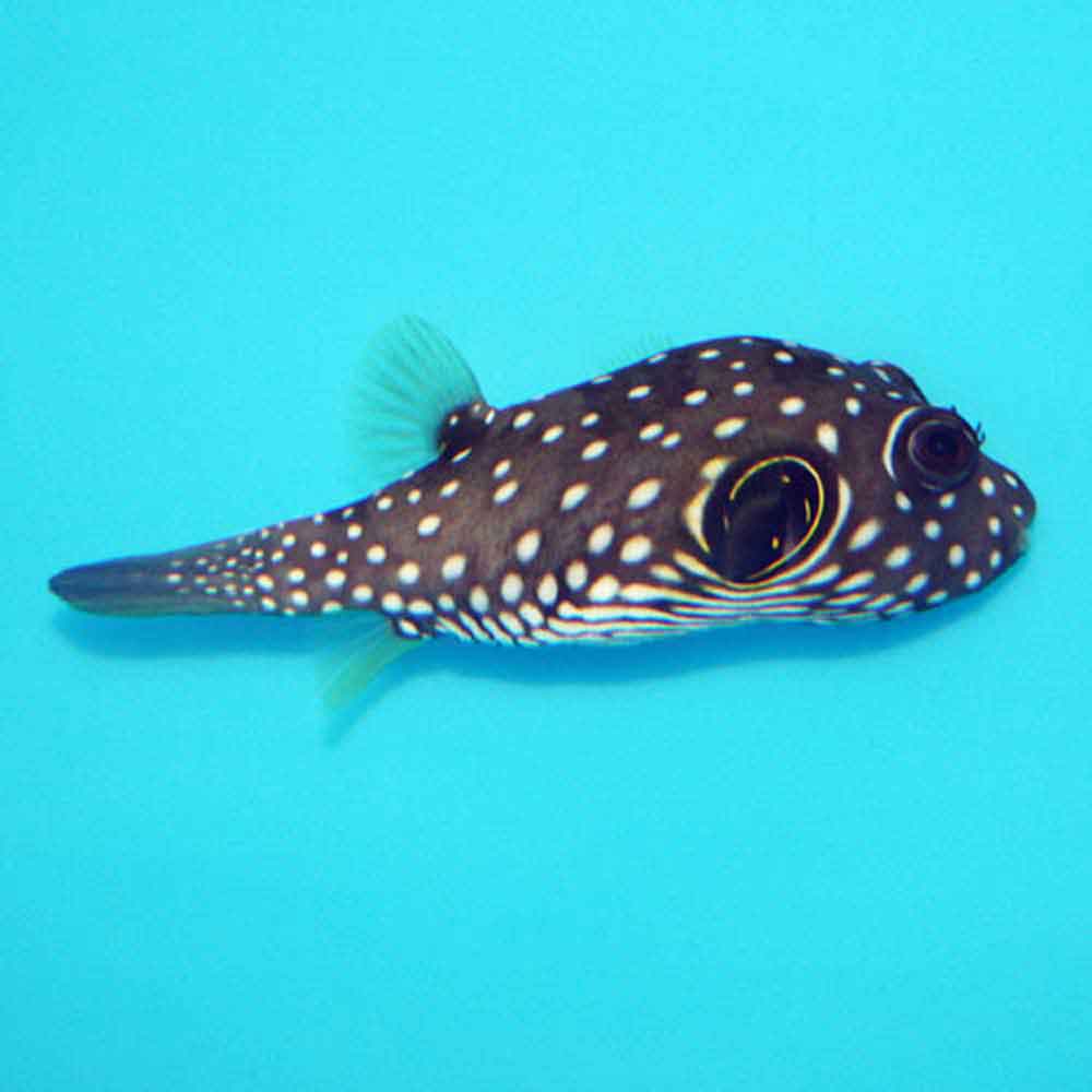 stars and stripes puffer