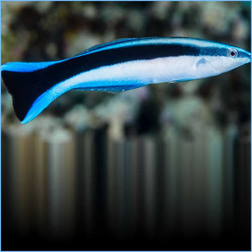 Cleaner Wrasse
