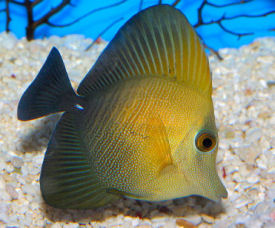 SCOPAS TANG