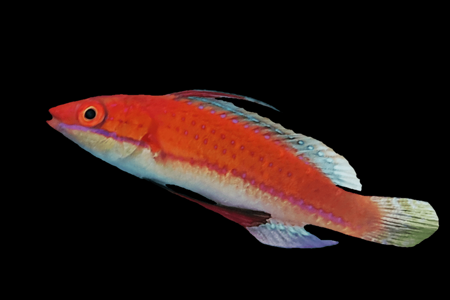 Ruby long Finned Fairy Wrasee