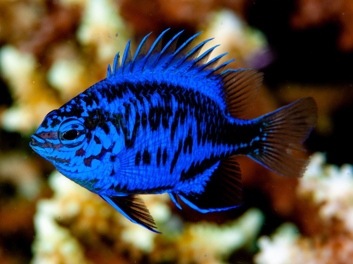 SPRINGERII DAMSEL