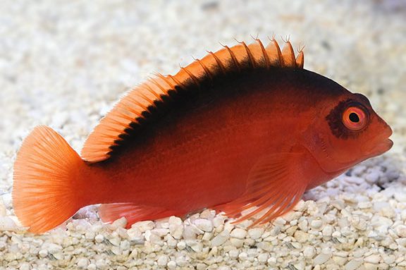 Flame Hawkfish