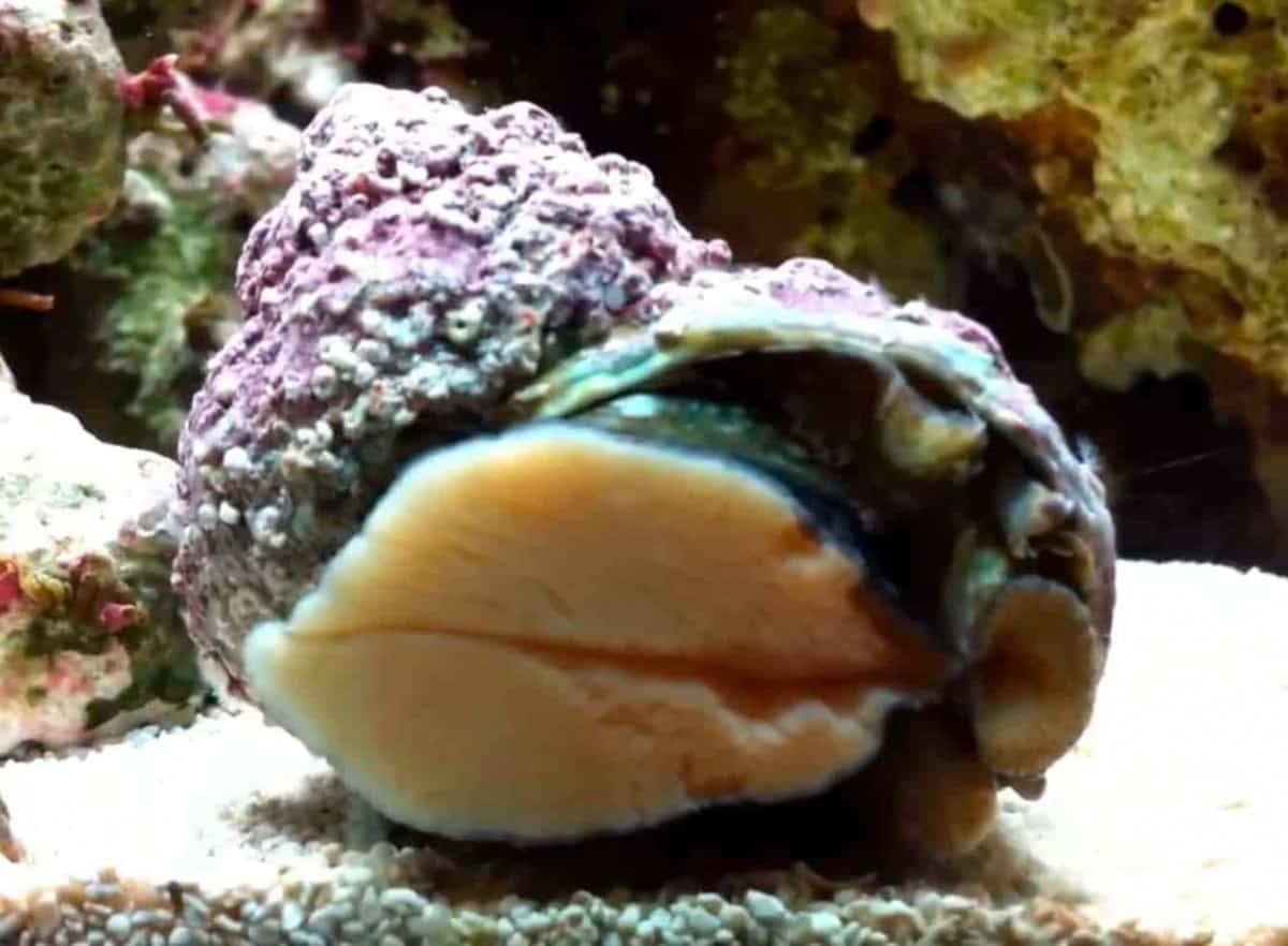 Mexican Turbo Snails