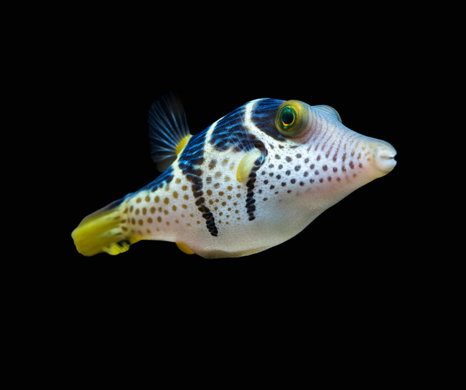 VALENTINI PUFFER