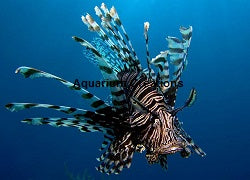 Volitan Lionfish Colored