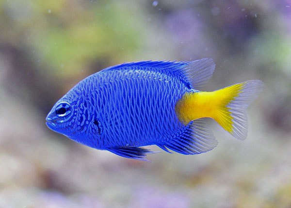 YELLOW TAIL DAMSEL