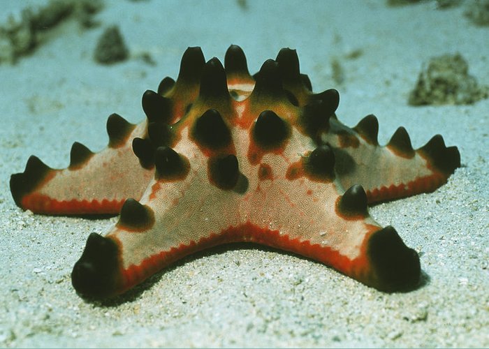 CHOCOLATE CHIP STARFISH