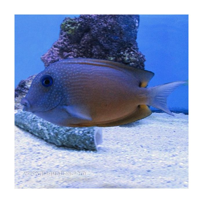 BLUE EYE KOLE TANG