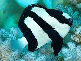 HUMBUG DAMSEL