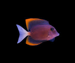 TOMINI TANG