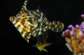 aiptasia eating filefish