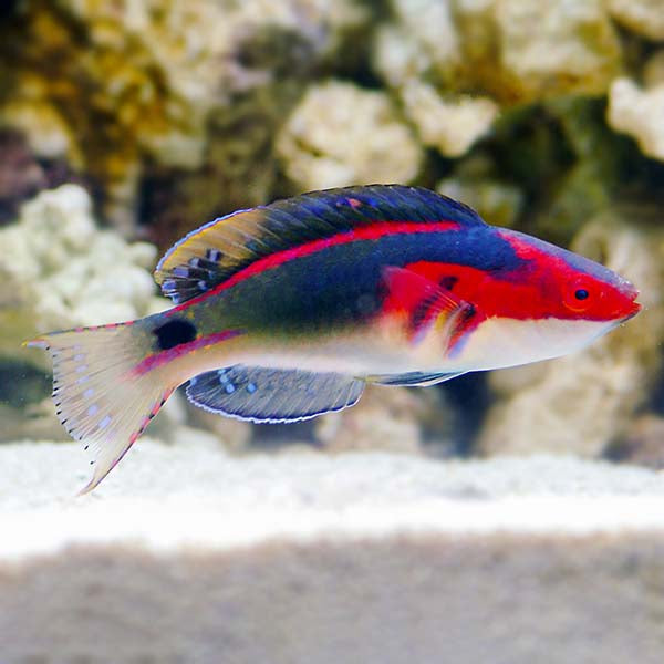 Exquisite fairy wrasse