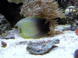 Half Black Mimic Tang