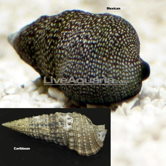 Cerithium - Cerith Snail