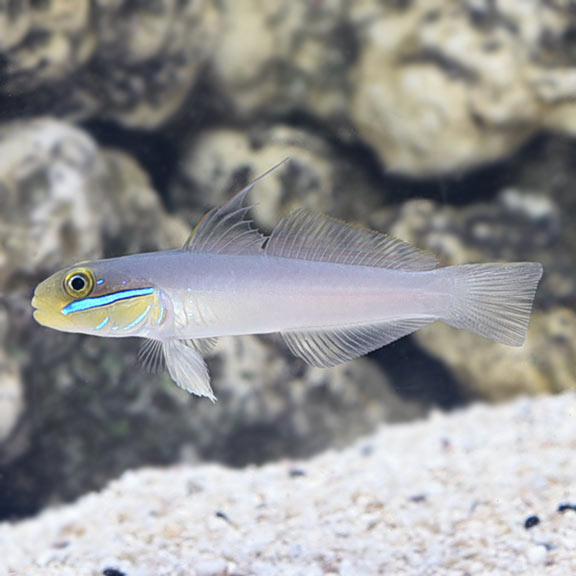 Golden head sleeper goby