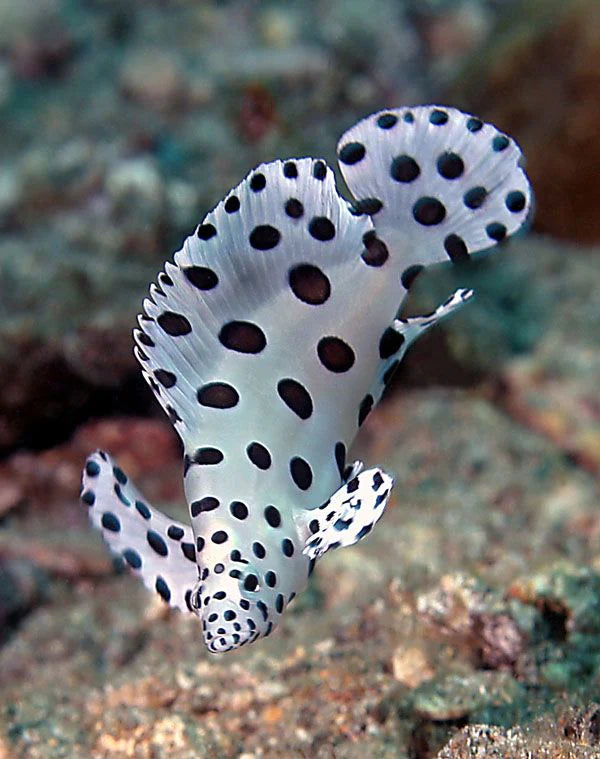 Panther Grouper