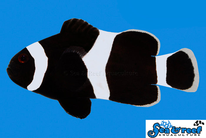 BLACK DARWIN CLOWNFISH
