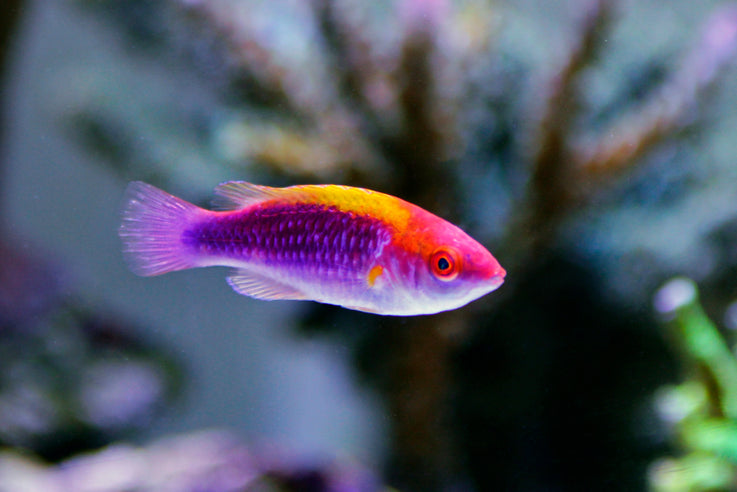 Tri Color Fairy Wrasse