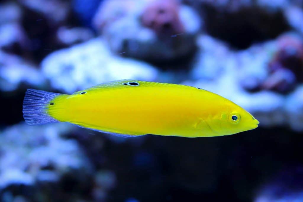 Yellow Coris Wrasse