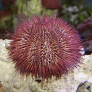 Rose/Pink pin cushion urchin