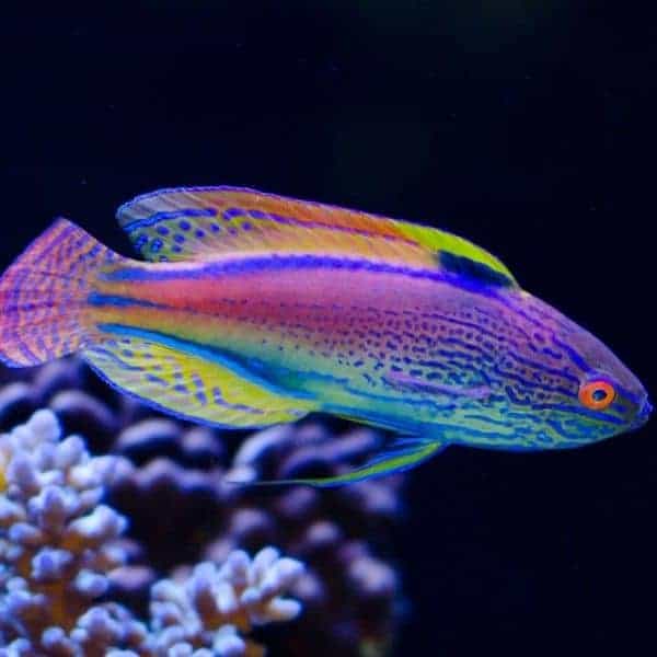 Lancetail Fairy Wrasse supermale