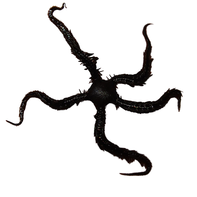 Brittle Star Fish - Ophiocoma echinata