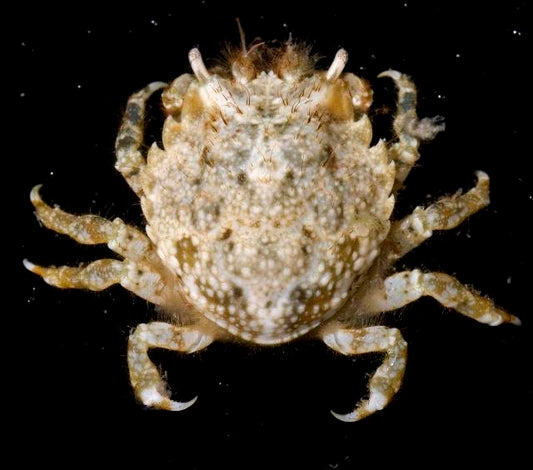 Pithos Crab