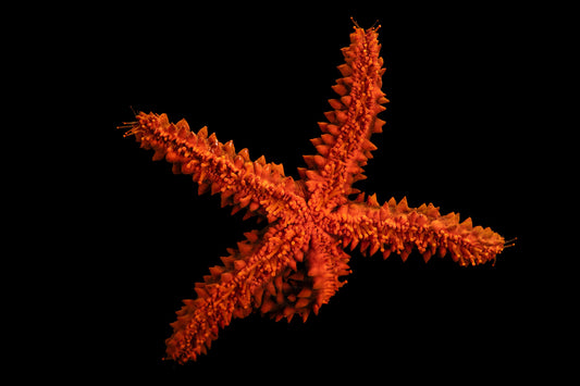 Knobby starfish