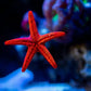 RED FROMIA STARFISH FROMIA MILLEPORELLA