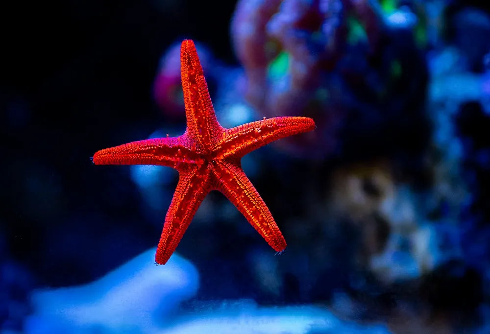 RED FROMIA STARFISH FROMIA MILLEPORELLA