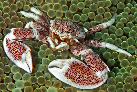 porcelain crab