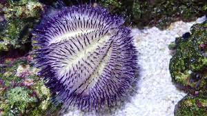 Purple urchin