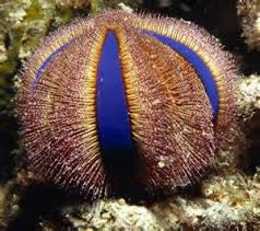 Royal urchin