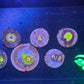 Auction #200 6 pack of zoanthids