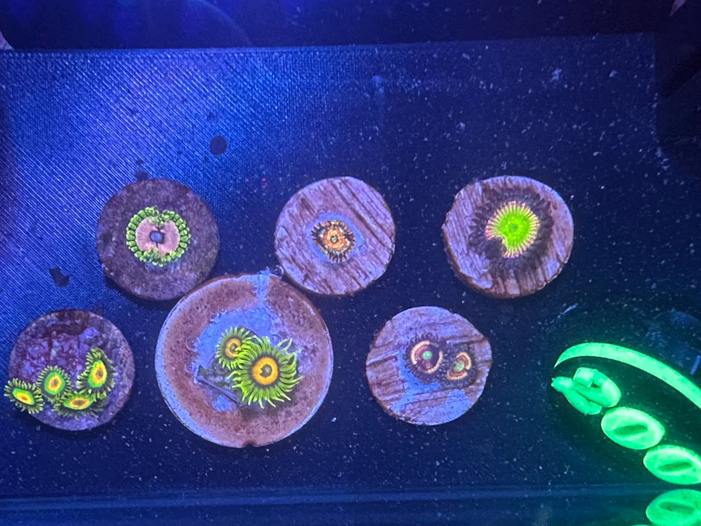 Auction #200 6 pack of zoanthids