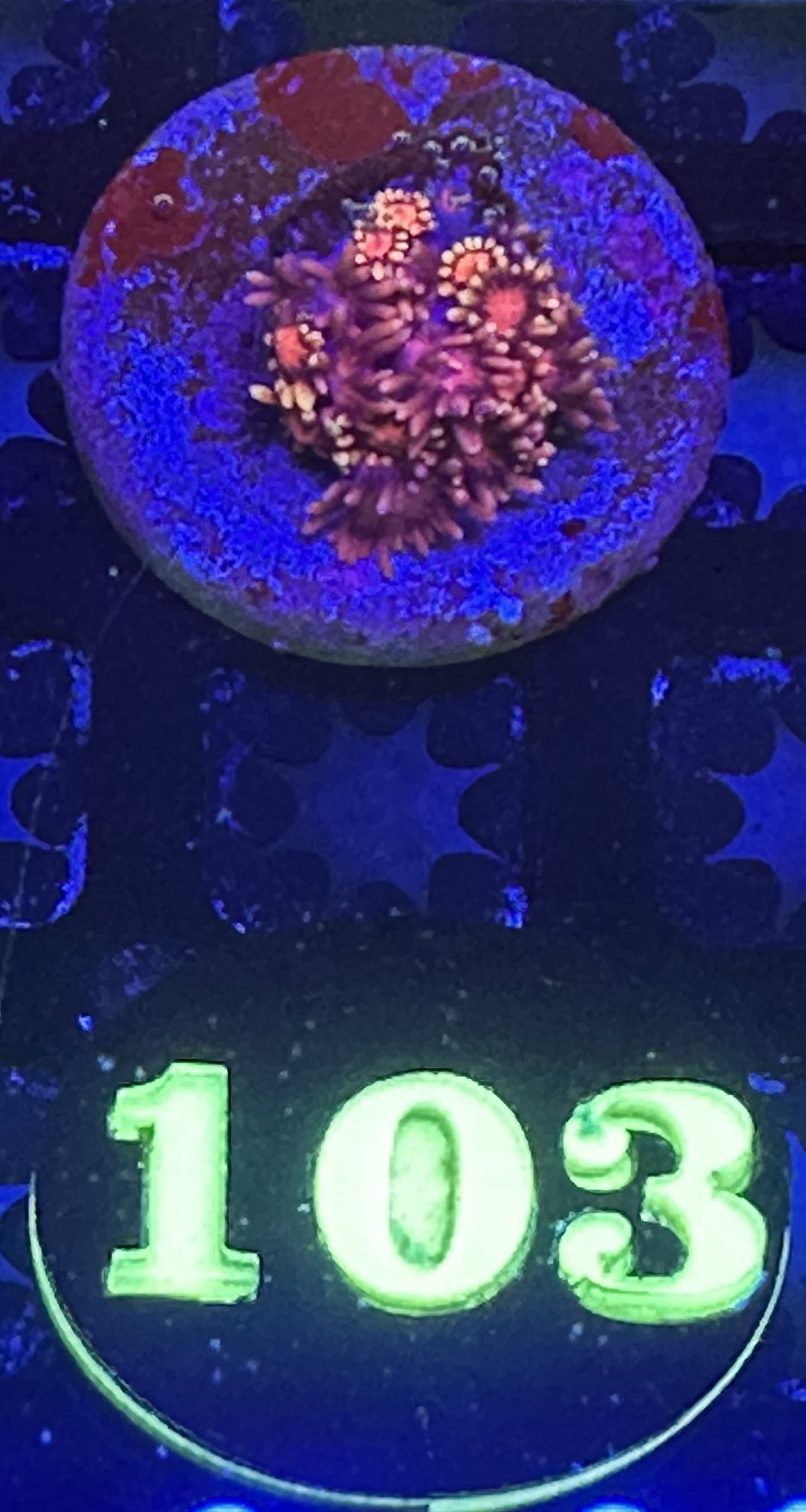 Auction #103 Pink Gonipora