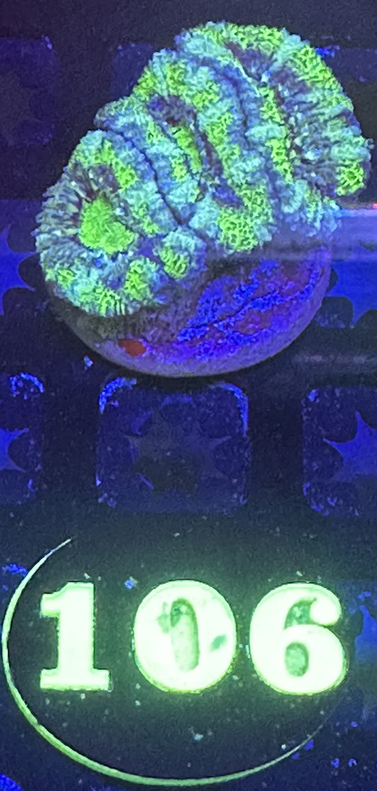 Auction #106 3 head green acan lord