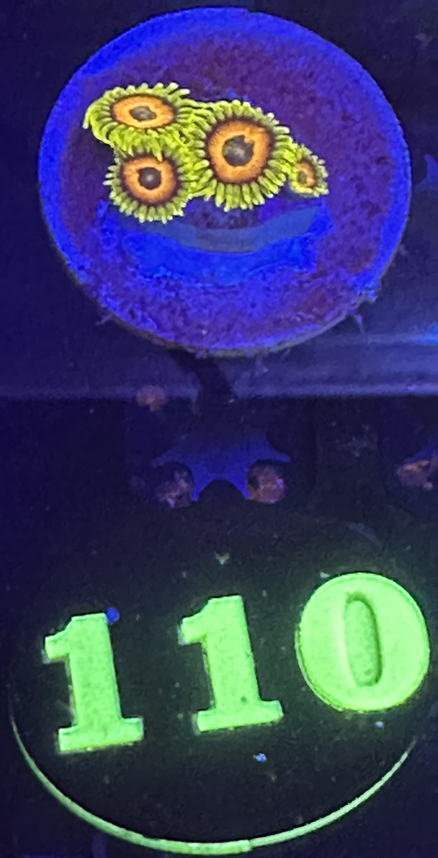 Auction #110 4 polyp Super saiyan zoanthids