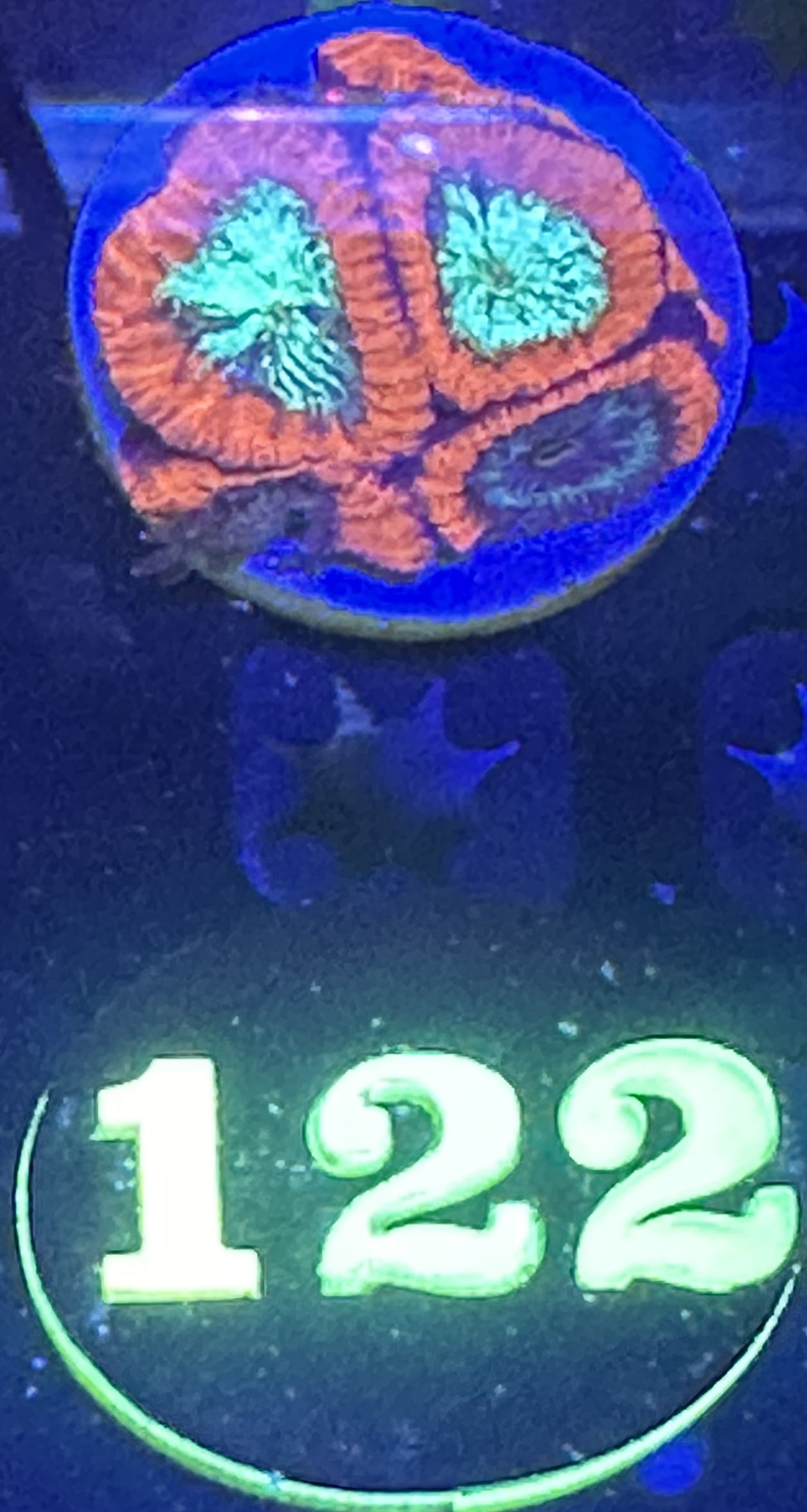 Auction #122 6 polyp favia coral